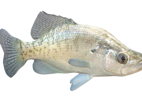 White Crappie fish 3D Model