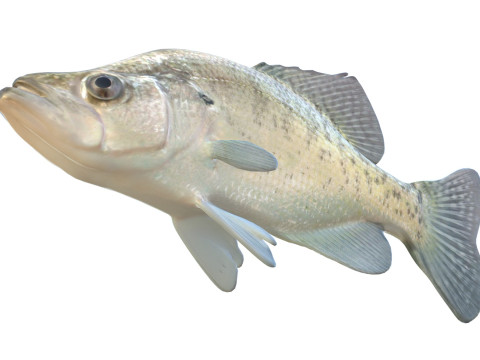 White Crappie fish 3D Model