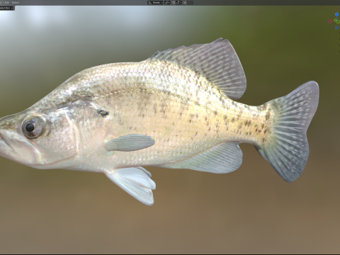 White Crappie fish 3D Model