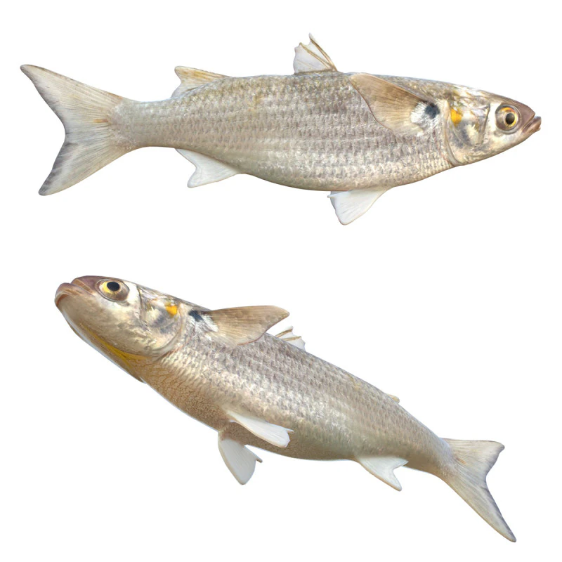 White Mullet fish 3D Model .c4d .max .obj .3ds .fbx .stl .blend 