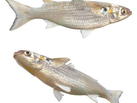 Pescado salmonete blanco Modelo 3D