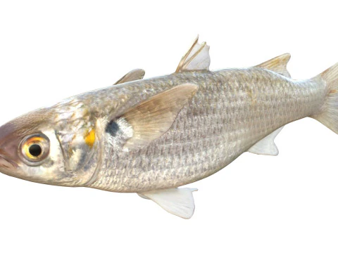 White Mullet fish 3D Model