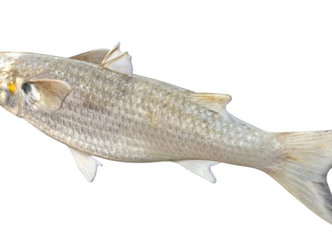 White Mullet fish 3D Model