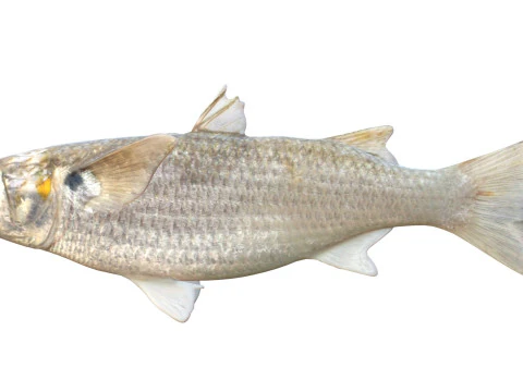 White Mullet fish 3D Model