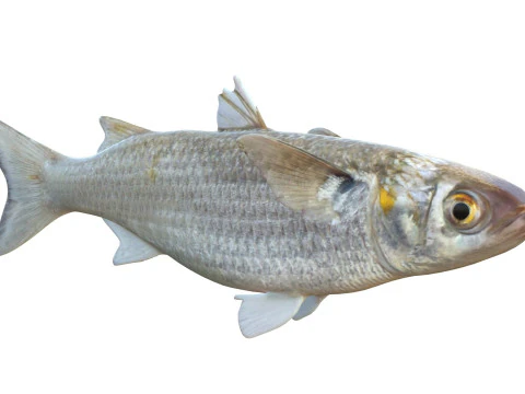 White Mullet fish 3D Model
