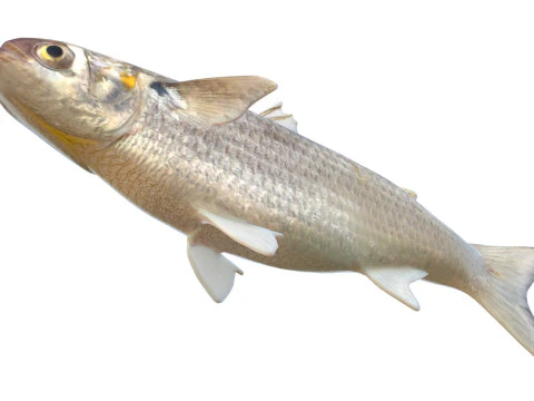 White Mullet fish 3D Model