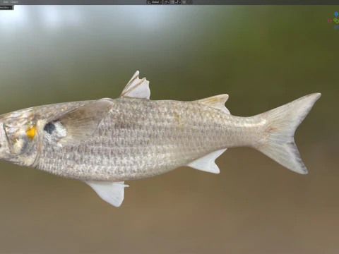 White Mullet fish 3D Model