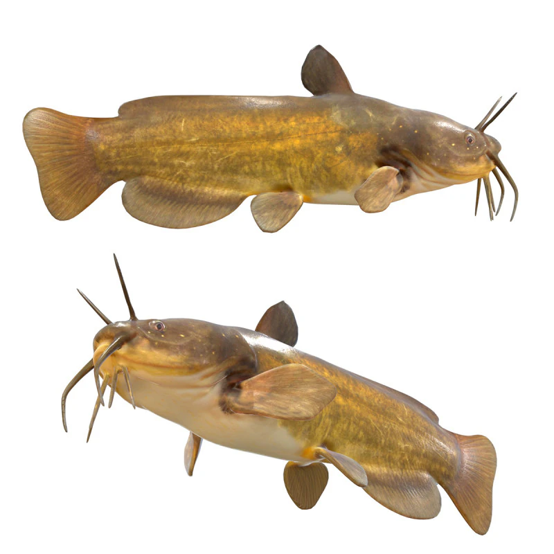 Yellow Bullhead fish 3D Model .c4d .max .obj .3ds .fbx .stl .blend 