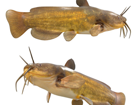 Pez toro amarillo Modelo 3D