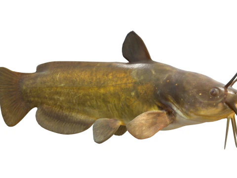 Yellow Bullhead fish 3D Model