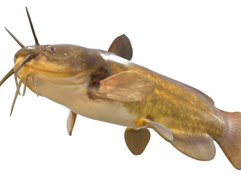 Yellow Bullhead fish 3D Model