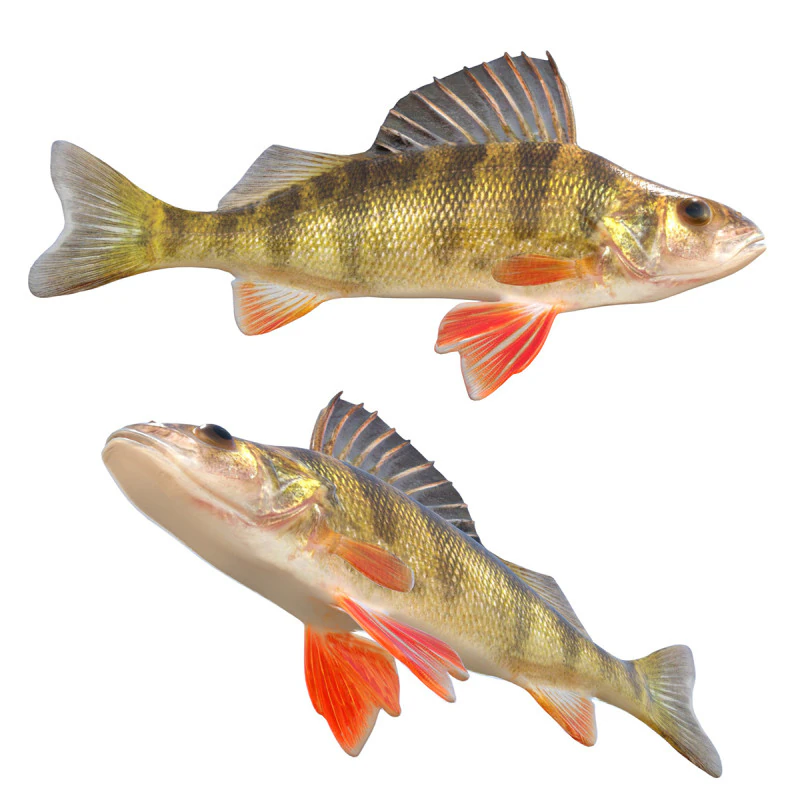 Yellow Perch fish 3D Model .c4d .max .obj .3ds .fbx .stl .blend 