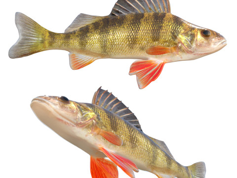 Pez perca amarilla Modelo 3D