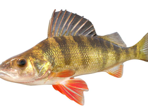 Yellow Perch fish 3D Model