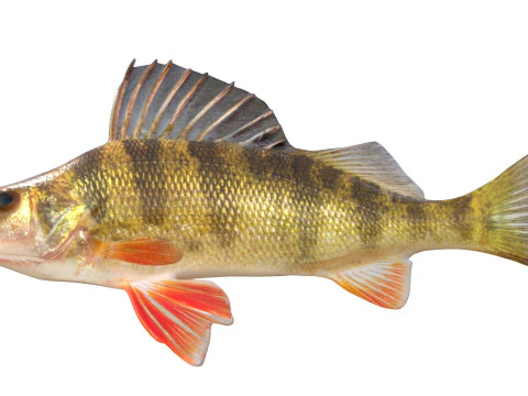 Yellow Perch fish 3D Model