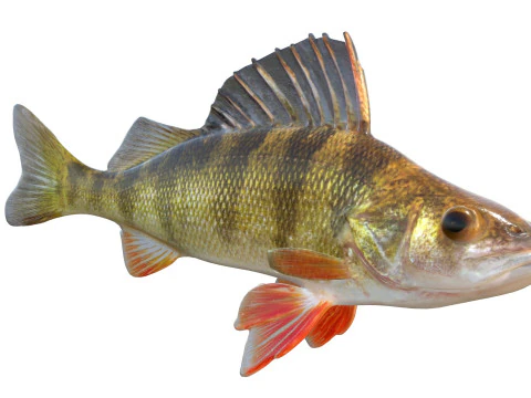 Yellow Perch fish 3D Model
