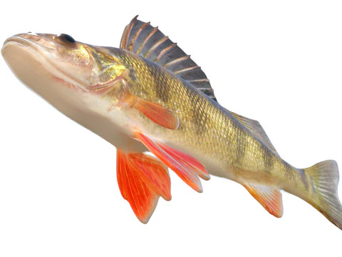Yellow Perch fish 3D Model
