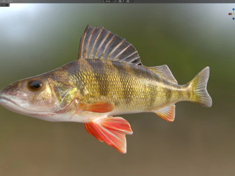 Yellow Perch fish 3D Model