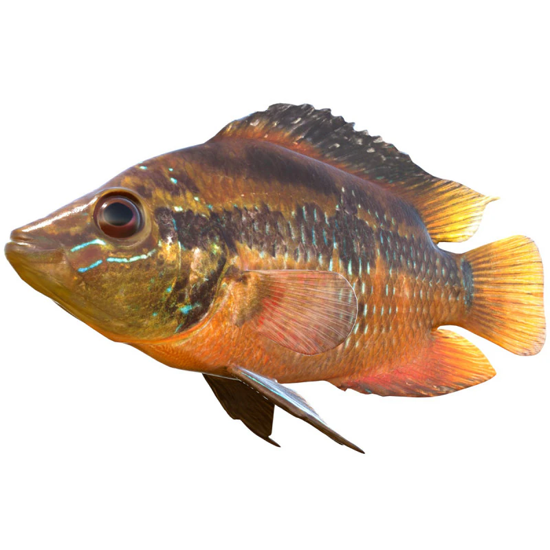 Yellowbelly Cichlid fish 3D Model .c4d .max .obj .3ds .fbx .stl .blend 