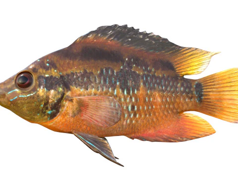 Yellowbelly Cichlid fish 3D Model