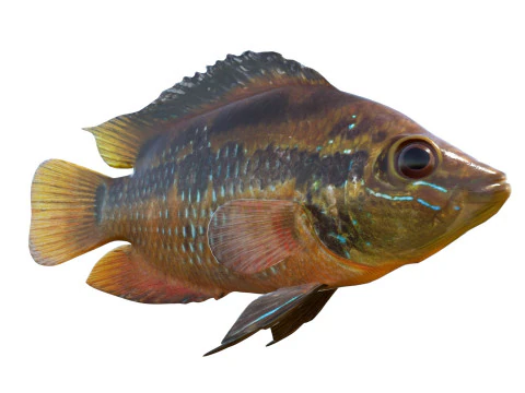 Yellowbelly Cichlid fish 3D Model