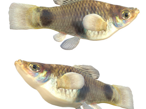 Pez ornitorrinco del sur Modelo 3D