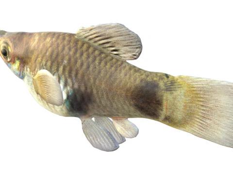 Południowy Platyfish Model 3D