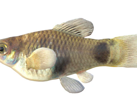 Południowy Platyfish Model 3D