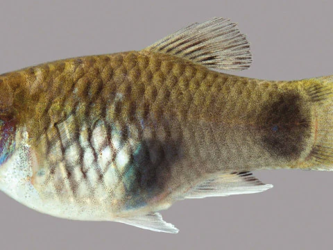 Południowy Platyfish Model 3D