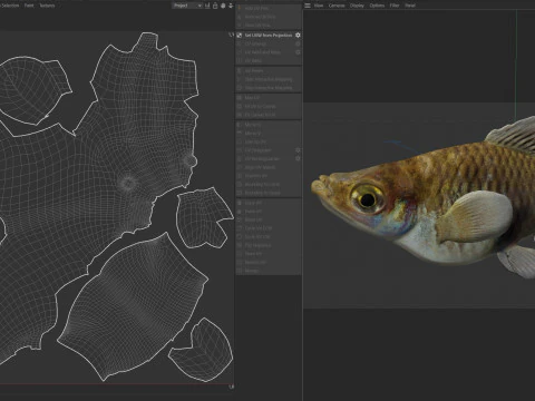 Południowy Platyfish Model 3D