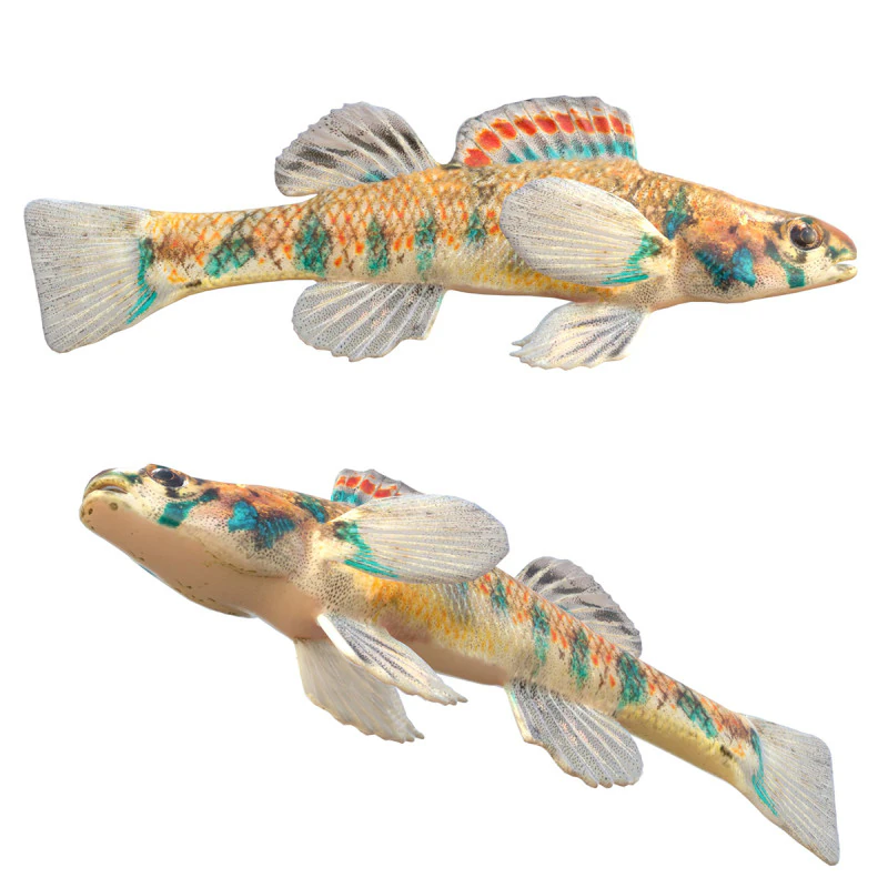 Gesprenkelter Schlangenhalsfisch 3D Modell .c4d .max .obj .3ds .fbx .stl .blend 