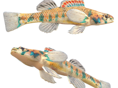 Pez dardo moteado Modelo 3D