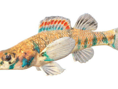 Gespikkelde Darter-vis 3D Model
