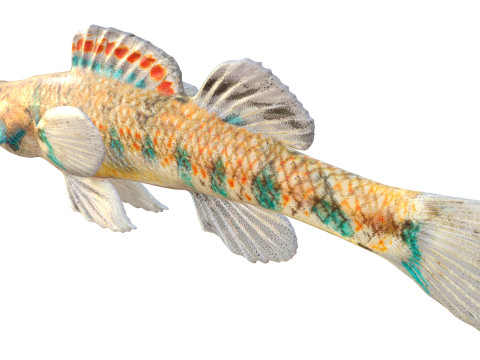 Gespikkelde Darter-vis 3D Model