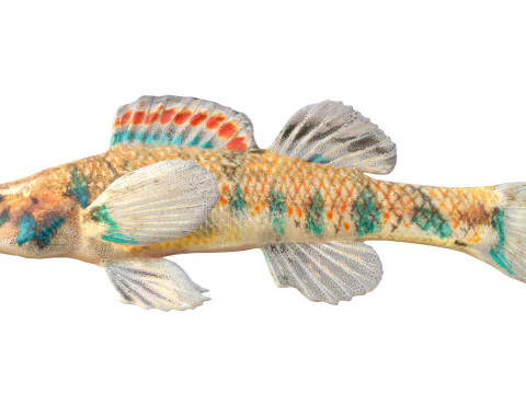 Gesprenkelter Schlangenhalsfisch 3D Modell