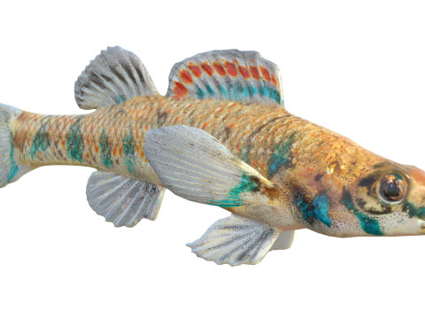 Gespikkelde Darter-vis 3D Model