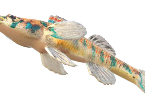 Gesprenkelter Schlangenhalsfisch 3D Modell