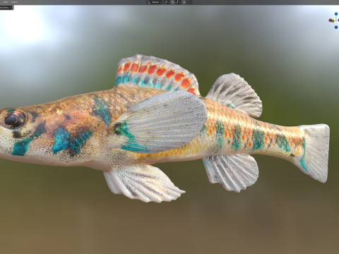 Gespikkelde Darter-vis 3D Model