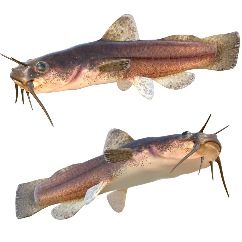 Speckled Madtom fish 3D Model .c4d .max .obj .3ds .fbx .stl .blend 
