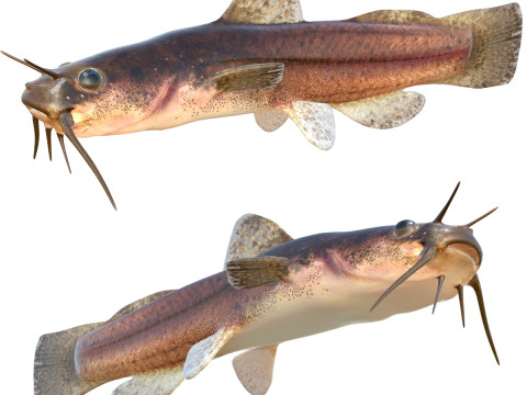 Pez Madtom moteado Modelo 3D