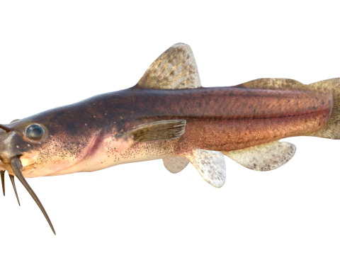 Speckled Madtom fish 3D Model