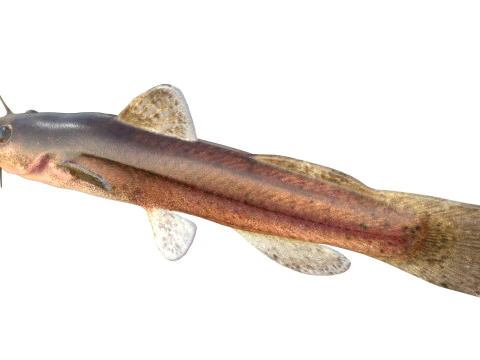 Speckled Madtom fish 3D Model