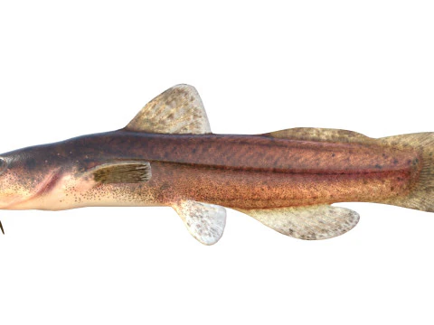 Speckled Madtom fish 3D Model
