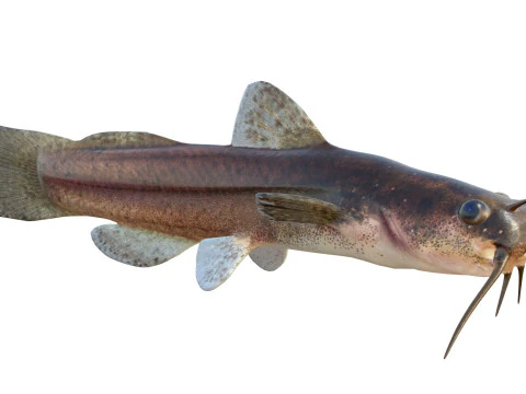 Speckled Madtom fish 3D Model