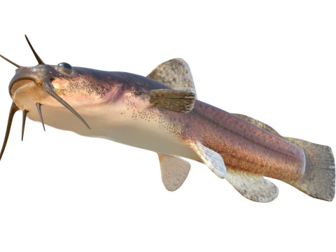 Speckled Madtom fish 3D Model