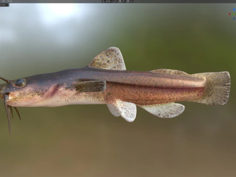 Speckled Madtom fish 3D Model