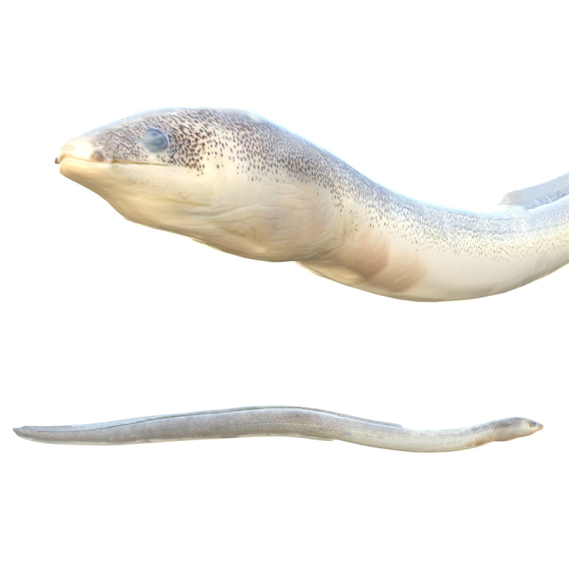 Gesprenkelter Wurmaalfisch 3D Modell .c4d .max .obj .3ds .fbx .stl .blend