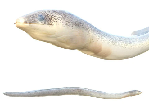 Nakrapiana ryba węgorza robaka Model 3D