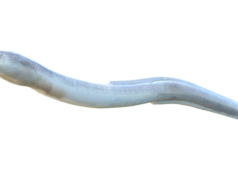 Gesprenkelter Wurmaalfisch 3D Modell