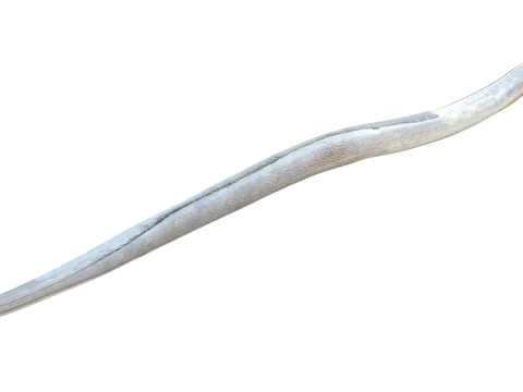 Gesprenkelter Wurmaalfisch 3D Modell